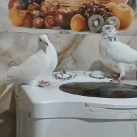 کفتر