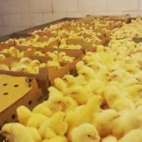 جوجه گوشتی راس آمل مازندران