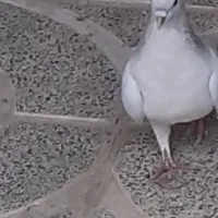 خوشرنگ وطوقی|پرنده|مبارکه, |دیوار