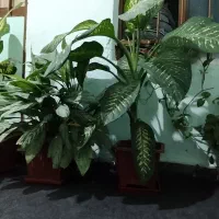 گل و گیاه طبیعی