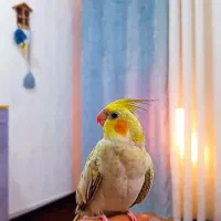عروس هلندی گمشده