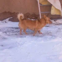 سگ پاکوتاه|سگ|بیرجند, |دیوار