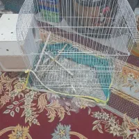 قفس بزرگ عروس هلندی