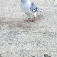 شامی نر چشم سیاه|پرنده|مینودشت, |دیوار