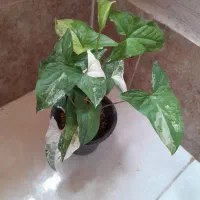 گلهای اپارتمانی|گل و گیاه طبیعی|گرگان, |دیوار