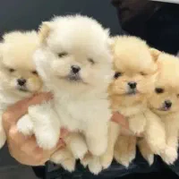 سگ پامر گرید A بازید مساوی خرید|سگ|مشهد, اقبال|دیوار