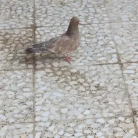 سوسنگرد|پرنده|سوسنگرد, |دیوار