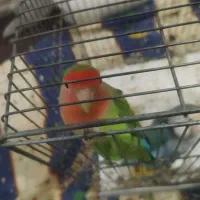 یک جفت طوطی برزیلی نر و ماده|پرنده|بروجرد, |دیوار