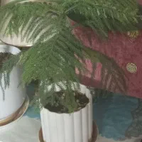 صندلی راک۳۵۰۰|صندلی و نیمکت|مشهد, جاهد شهر|دیوار