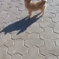 حیوان کالا نیست واگذاری است