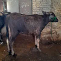 تکفرو ۳راس گاومیش ماده سالم