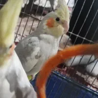 عرول هلندی|پرنده|اردبیل, |دیوار