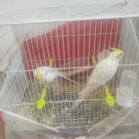 جفت عروس هلندی