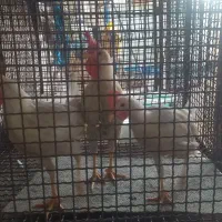 خروش|حیوانات مزرعه|پاکدشت, پاکدشت (مامازند)|دیوار