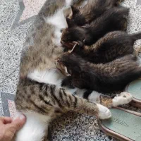 واگذاری توله گربه