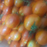 گوجه ربی