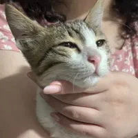 واگذاری سرپرستی گربه پسر|گربه|رشت, گلباغ نماز|دیوار