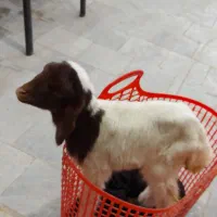 دکتر دامپزشک درمحل تهران،ورامین،پیشوا