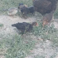 مرغمحلی با ۲۲ جوجه