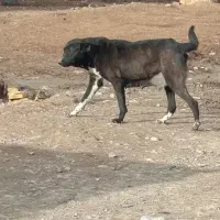سگ ماده