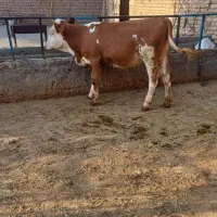 گوساله سیمینتال اصیل ماده