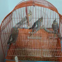 عروس هلندی سالم سرحال دست آموز