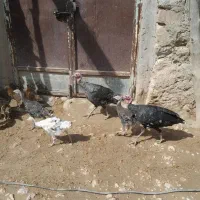 دو بوقلمون وسه تا جوجه