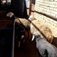 شیشک میش|حیوانات مزرعه|قزوین, |دیوار