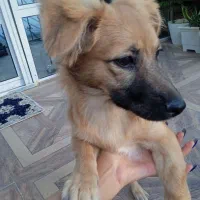 سگ گمشده