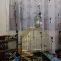 عروس هلندی