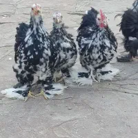 مرغ وخروس زینتی (کوشین)|حیوانات مزرعه|مشهد, نیروی هوایی|دیوار