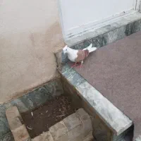 کشتری|پرنده|بروجرد, |دیوار