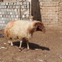 میش کرمانشاهی آبستن