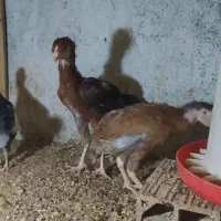 جوجه گلین وجوجه لاری