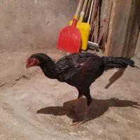 خروس لاری مشکی|حیوانات مزرعه|اردبیل, |دیوار