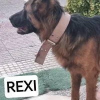 زرمن ماده صد در صد خالص