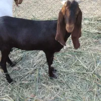 بز افغانی|حیوانات مزرعه|خرمشهر, |دیوار