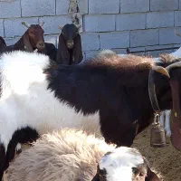 میش و بره و بز پاکستانی|حیوانات مزرعه|کهریزک, |دیوار