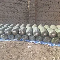 ۲ تن ذرت علوفه ایی پر بلال