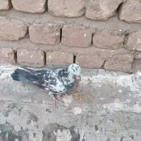 کفتر گمشده