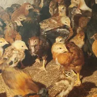 با سگ معاوضه دارم پاکوتاه