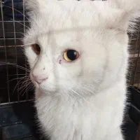 فروشی|گربه|ماکو, |دیوار