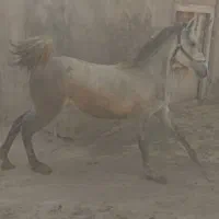 اسب|اسب و تجهیزات اسب‌سواری|سراب, |دیوار