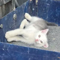 گربه کوچک و مظلوم