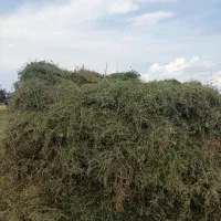 یونجه