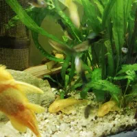 اکواریوم پلنت|ماهی|برخوار, |دیوار