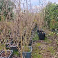 گل مگنولیا  ستاره ای ، استکانی و بنفش