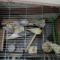 عروس هلندی مولد|پرنده|اصفهان, فردوان|دیوار