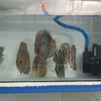 فروش ویژه جفت دیسکس