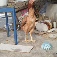 مرغ لاری نصل دار